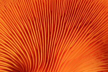 Fototapete Orange Orangefarbene Pilzlamellen in Nahaufnahme  © Tom