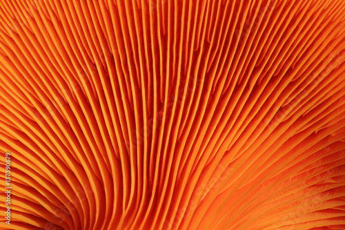 Fotografia orange mushroom gills