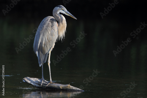 Valokuvatapetti Great blue heron (Ardea herodias) standing on log in water, Ding Darling NWR, Fl