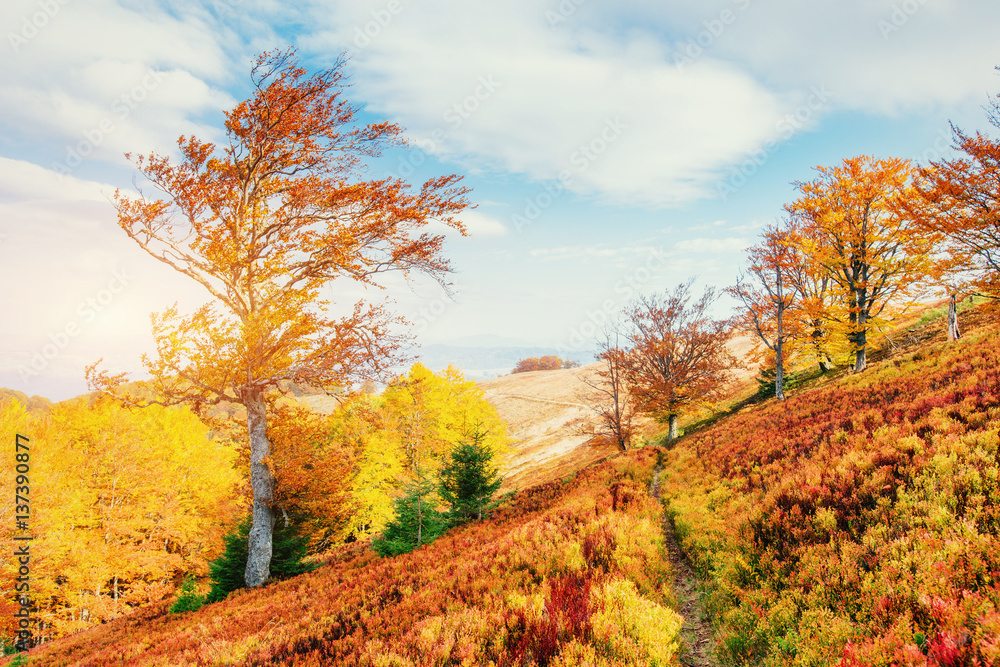 Fototapeta premium birch forest in sunny afternoon while autumn season 