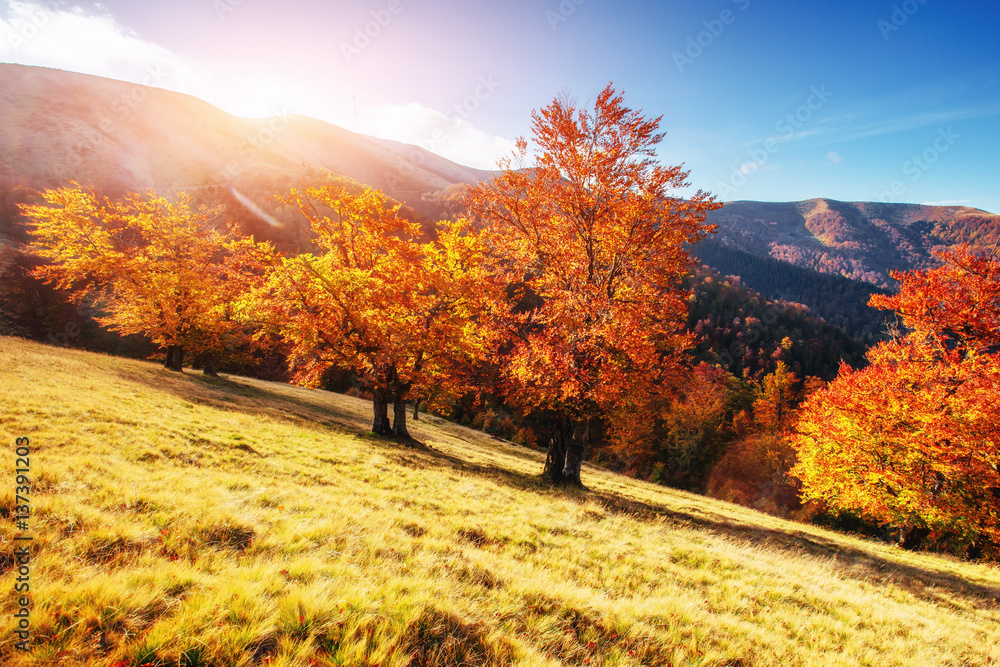 Naklejka premium mountain range in the Carpathian Mountains in the autumn season.