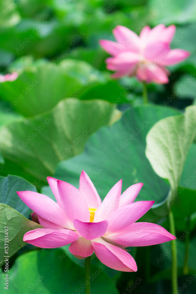 蓮の花 蓮の花
