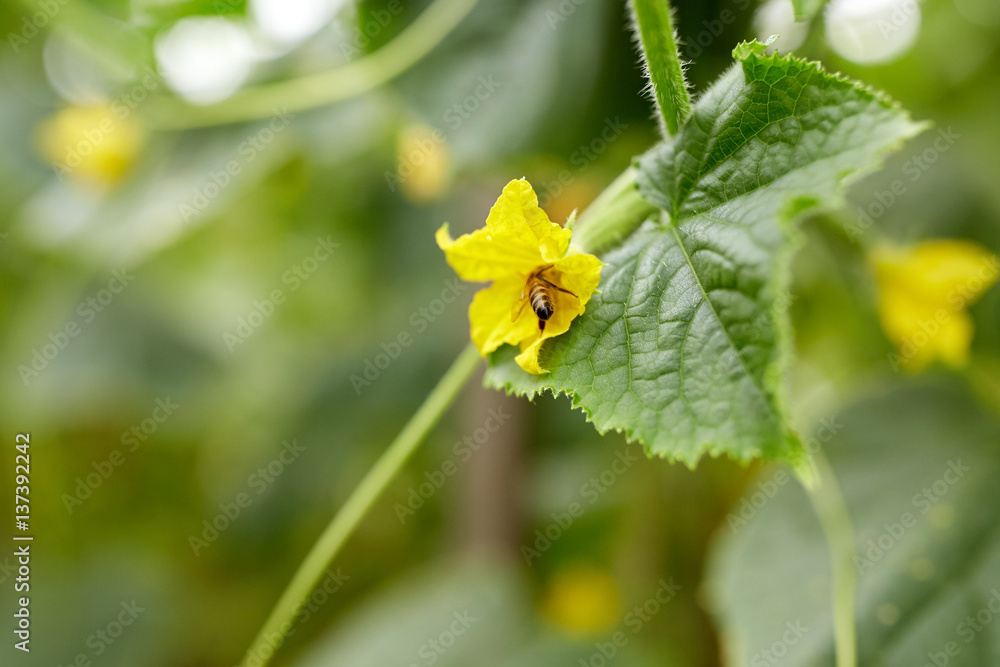bee pollinating cucumber plant flower at garden bee pollinating cucumber plant flower at garden
