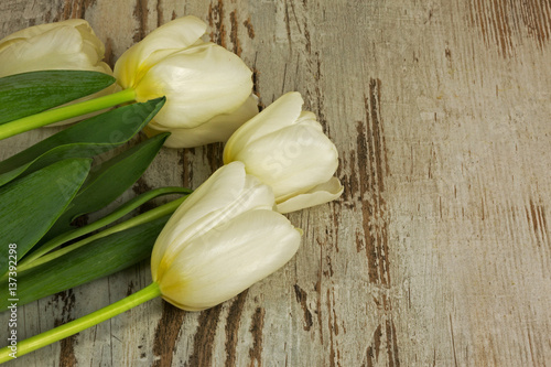 White tulips on a wooden table