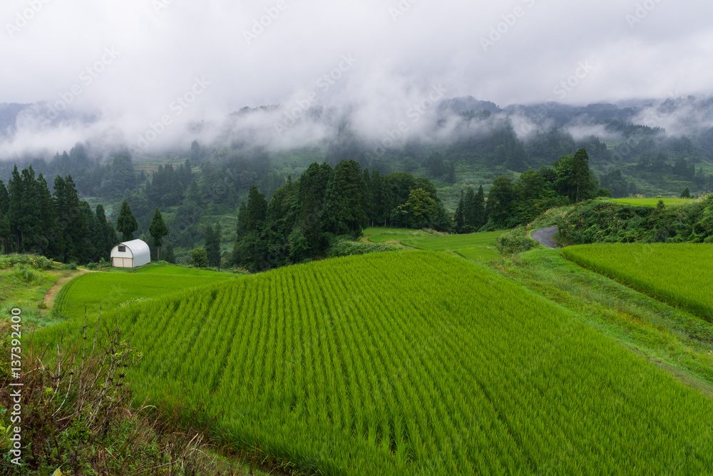 Fototapeta premium 雨上がりの棚田