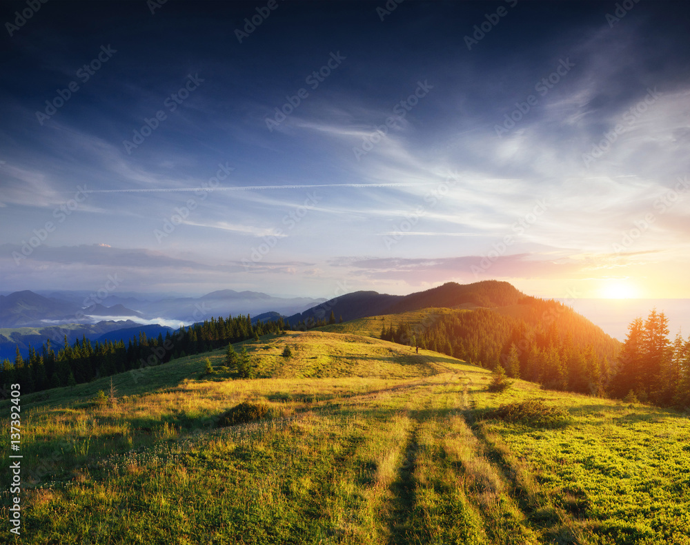 Fototapeta premium Pine tree forest. Carpathian, Ukraine, Europe.