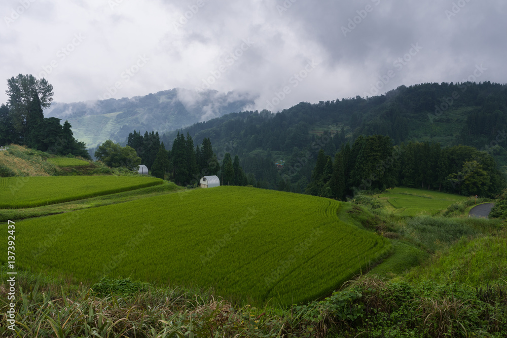 Fototapeta premium 雨上がりの棚田