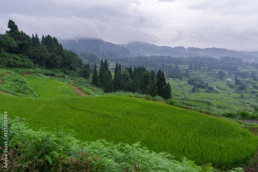 Obraz premium 雨上がりの棚田