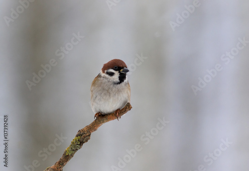 Tree sparrow (Passer montanus) in winter morning