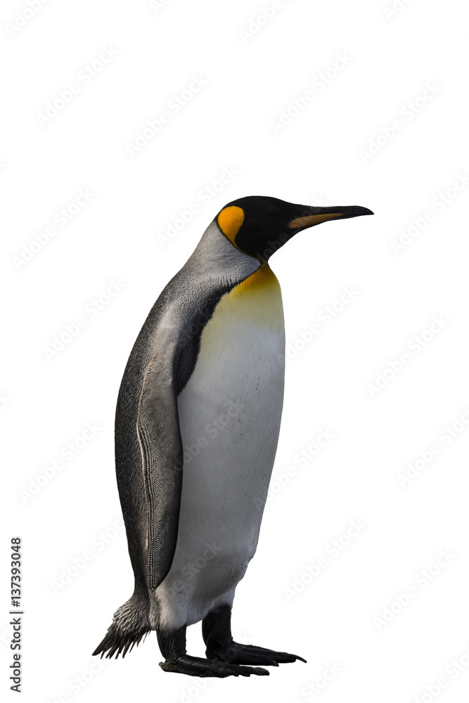 Fototapeta premium King Penguin isolated on white