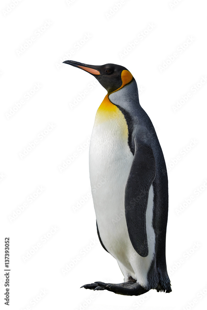 Obraz premium King Penguin isolated on white