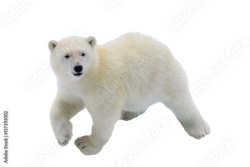 Canvas Print Polar bear cub isolated on white