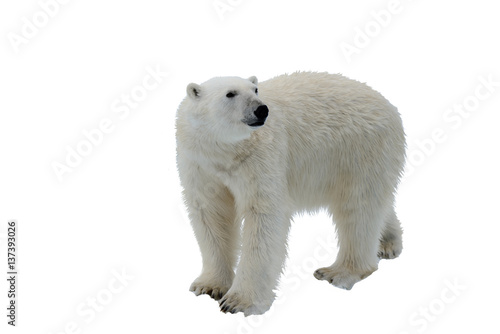 Polar bear isolated on white © Alexey Seafarer