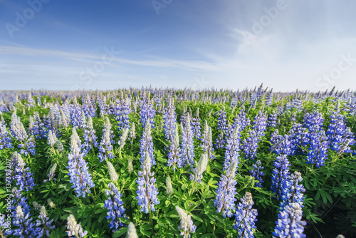 Wild blue lupinus blooming in high grass at summer