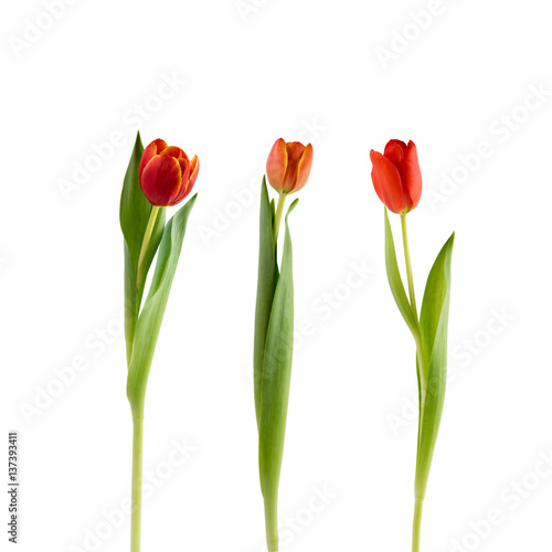 Fototapeta Naklejka Na Ścianę i Meble -  Rote Tulpen auf Weiß