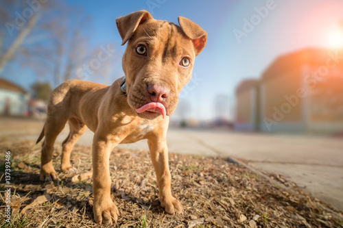 Fotobehang Cute American pit bull terrier pup