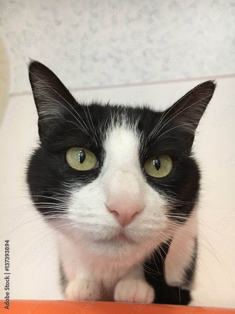 black and white cat with green eyes Stock Photo | Adobe Stock