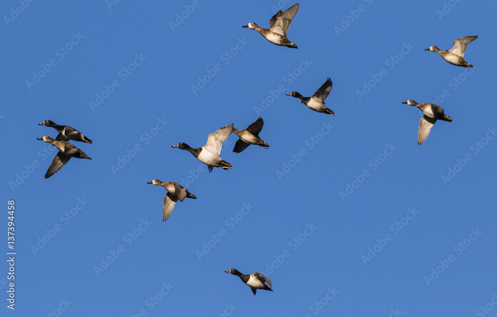 Fototapeta premium Flock of ducks in mid-air