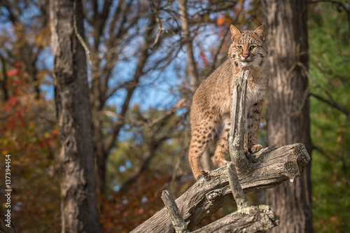 Bobcat (Lynx rufus) Looks Out From Atop Branch © geoffkuchera