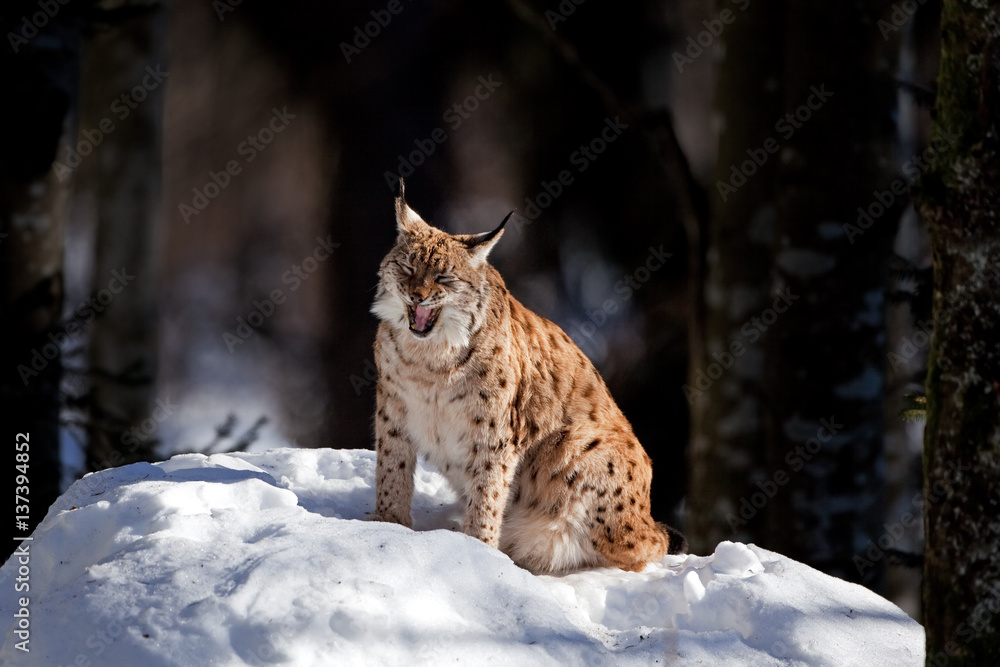 Fototapeta premium eurasian lynx, lynx lynx, Germany