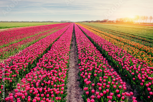 Foto Beautiful tulips field in the Netherlands. Holland
