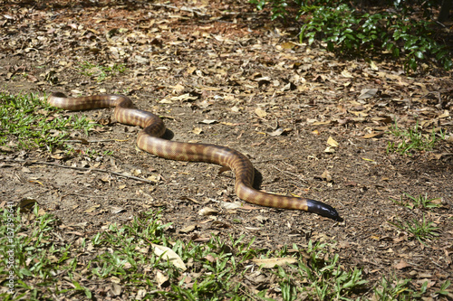 Black-headed python (Aspidites melanocephalus) in Queensland, Australia. photo