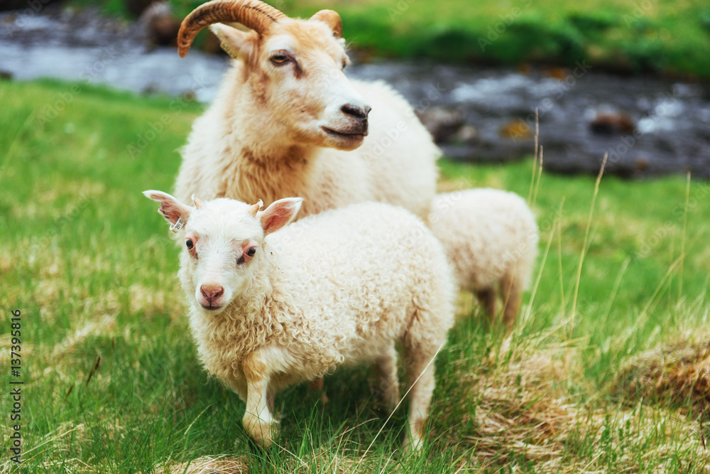The Icelandic sheep