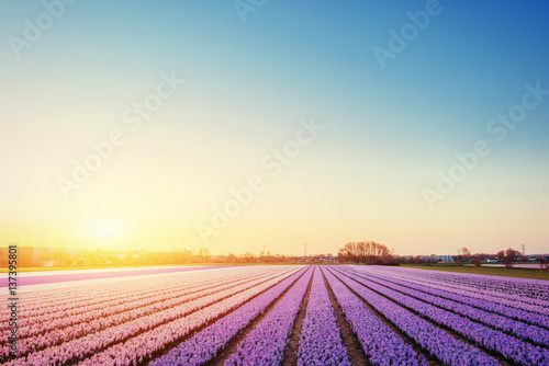 Sunset over fields of daffodils. Holland