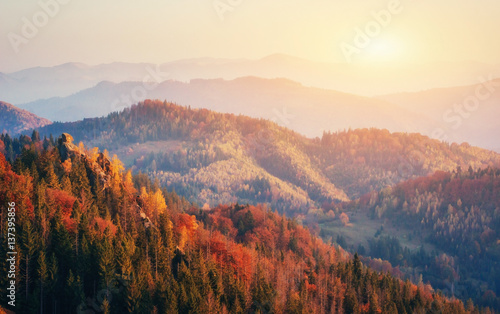 Beautiful view of the forest on a sunny day. © standret