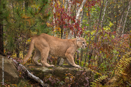 Adult Male Cougar (Puma concolor) On Rock Ears Back