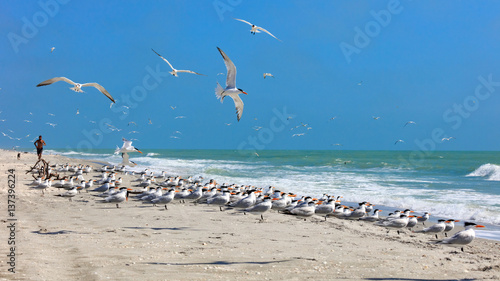Flock of royal terns on an typical beach on Sanibel Island, Florida, USA