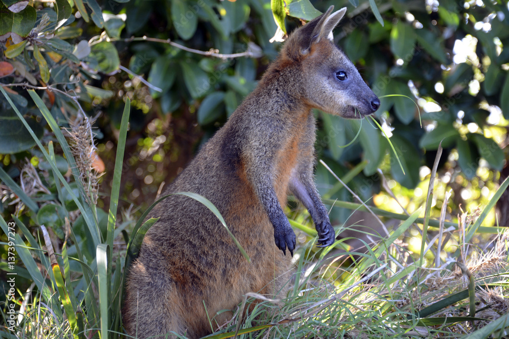 Naklejka premium Little wallaby in the grass on Cape Byron in Australia.