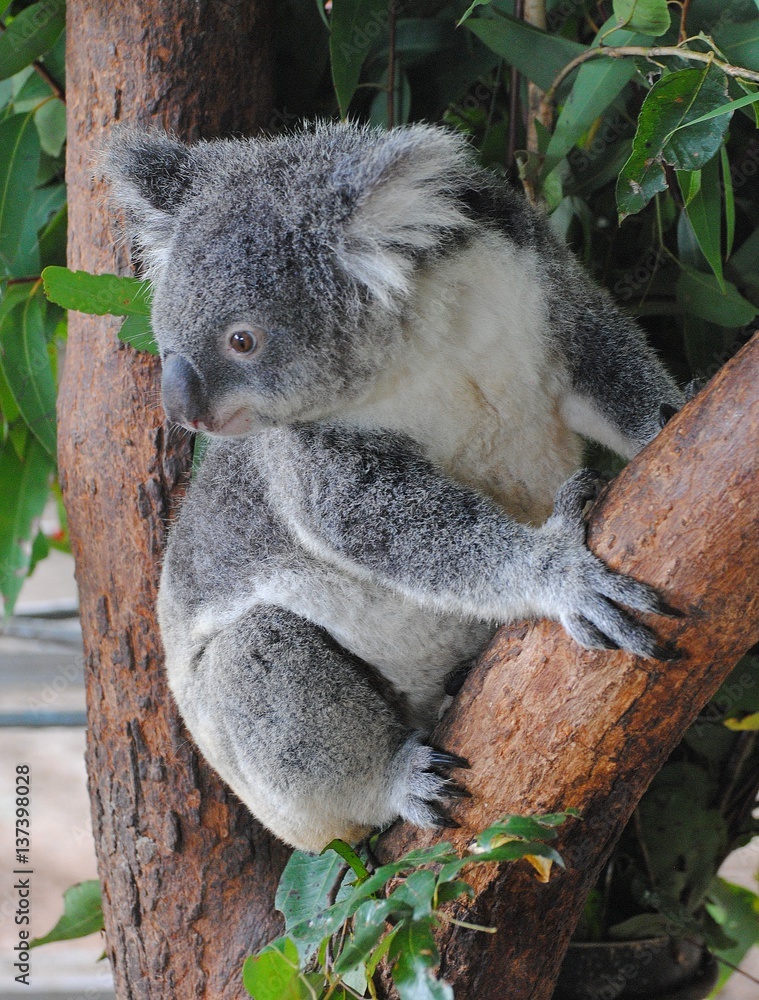 Obraz premium Koala on eucalyptus tree in Queensland, Australia.