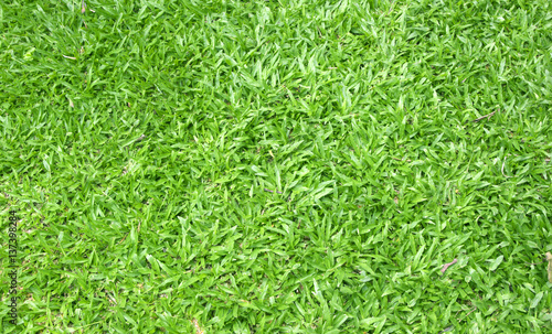 grass background green lawn