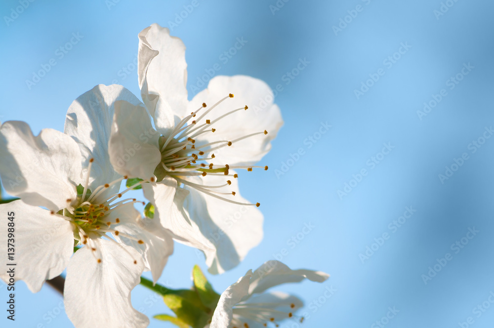 Fototapeta premium Weiße Kirschblüten vor blauem Himmel, Frühlingssonne, Obstbaumblüte, Blütenzweige im April