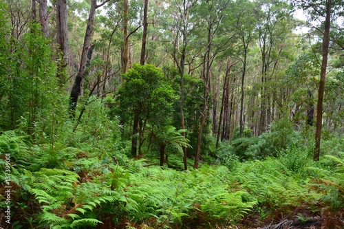 Forest scenery along 5km Lilly Pilly Gully Nature Walk in Wilsons Promontory National Park  Victoria  Australia.