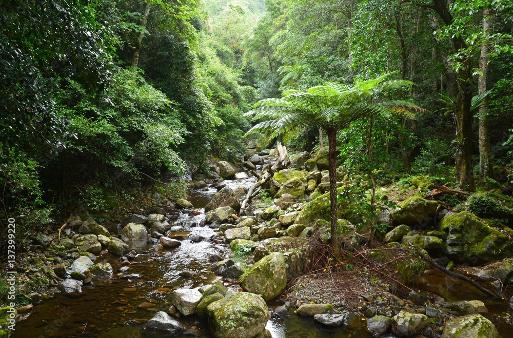 Landscape in Minnamurra rainforest near Kiama in New South Wales, Australia. Landscape in Minnamurra rainforest near Kiama in New South Wales, Australia.