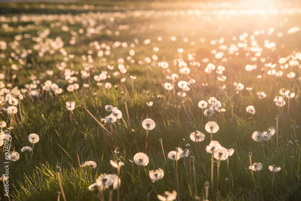 Dandelions Glow in the Light of the Setting Sun