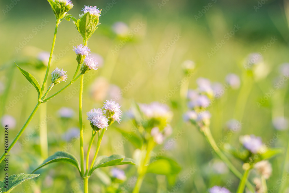 Forest meadow with wild grasses,Macro image with small depth of field,Blur background Forest meadow with wild grasses,Macro image with small depth of field,Blur background
