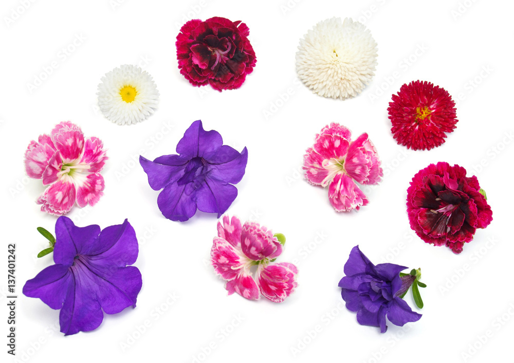 Flowers carnations, marguerite, daisies isolated on white background. Flat lay, top view. Love. Valentine's Day