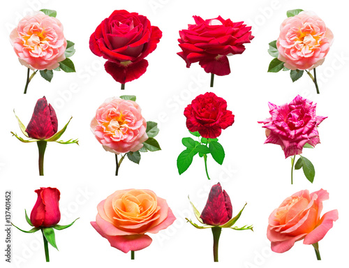A beautiful collection of roses flowers in red and pink colors isolated on white background. Wedding card. Bouquet. Flat lay, top view