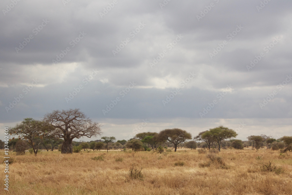 Tarangire National Park Landscape