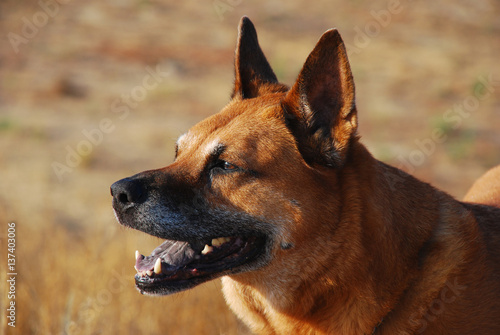 Beautiful Brown  Dog at Sunset