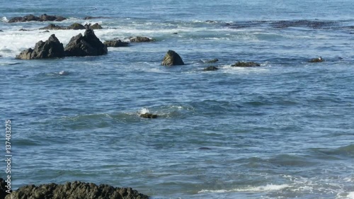 Wallpaper Mural Closeup timelapse of the pacific sea, full of seals, at elephant seals vista point, on higway 1, in San simeon, California, United states of america Torontodigital.ca
