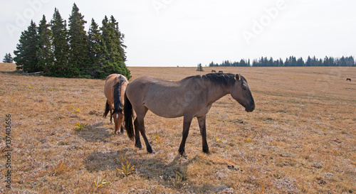 Wild Horses - Grullo Mare and Dun Stallion on Sykes Ridge in the Pryor Mountains Wild Horse Range in Montana USA