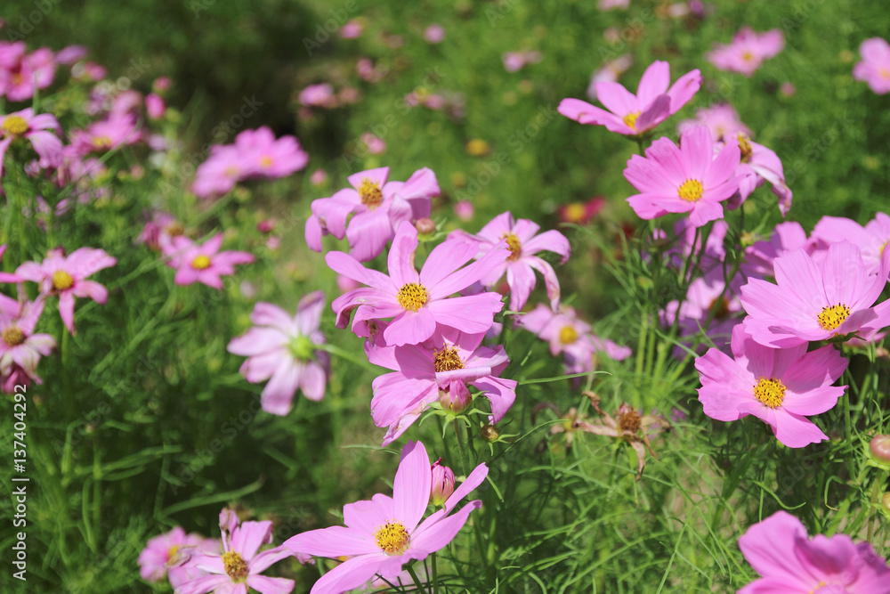 Beautiful flowers cosmos in the garden