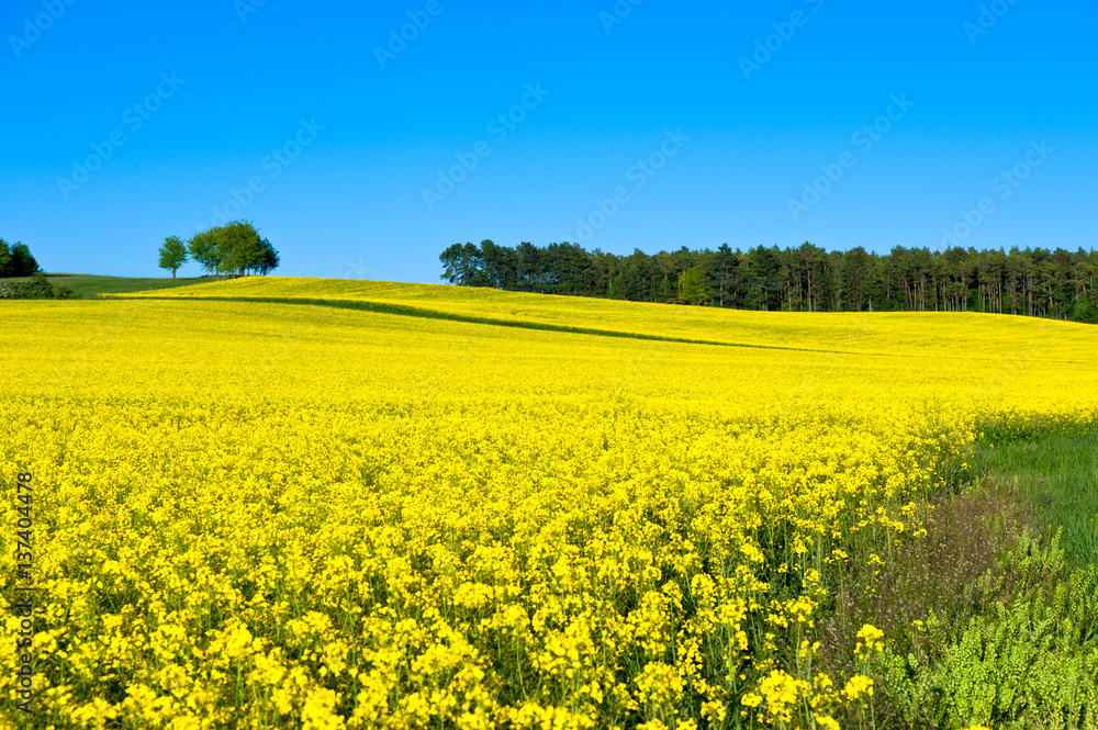 Raps field in spring for technical oil production