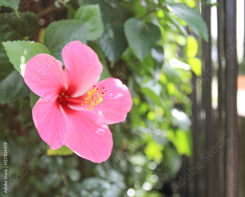 Beautiful hibiscus flower in the garden