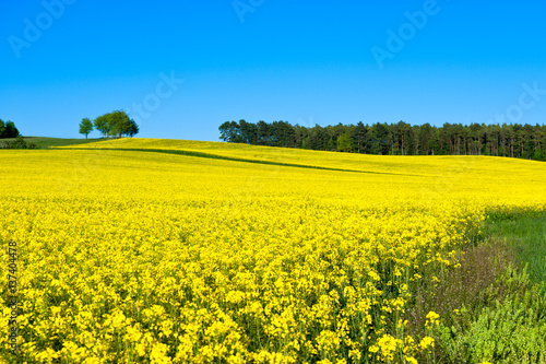 Raps field in spring for technical oil production