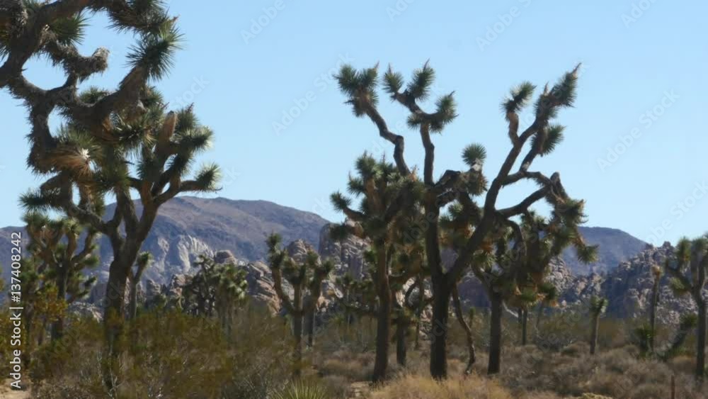 custom made wallpaper toronto digitalZooming Time lapse of a Joshua trees, in Joshua tree national park, in California, United states of america